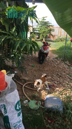 CHÍNH CHỦ CẦN BÁN ĐẤT XÃ VĨNH LỘC A - HUYỆN BÌNH CHÁNH - TP.HCM