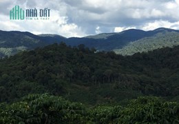 Chính chủ bán thửa đất Lộc An, Bảo Lâm, Lâm Đồng, khi hậu mát mẻ, xe tải đến tận nơi, 1,6 ha, giá