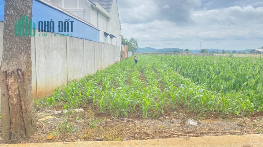 Bán lô đất hẻm gần ngã 3 tân hội đức trọng lâm đồng 1,85 tỷ