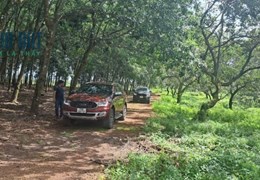 1,1 HA RẪY ĐIỀU, 70M MẶT TIỀN, PHÚ RIỀNG, BÌNH PHƯỚC, GIÁ 950TR