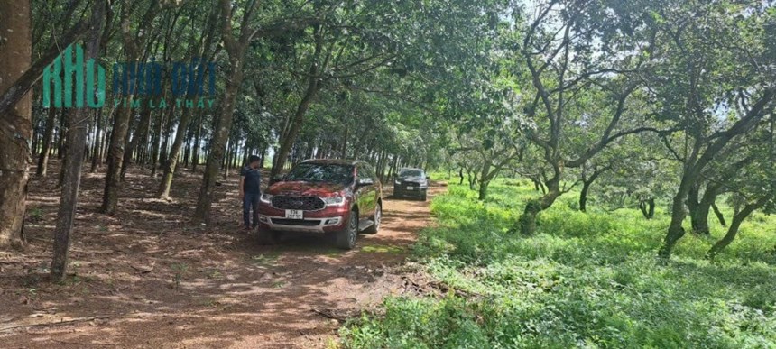 1,1 HA RẪY ĐIỀU, 70M MẶT TIỀN, PHÚ RIỀNG, BÌNH PHƯỚC, GIÁ 950TR
