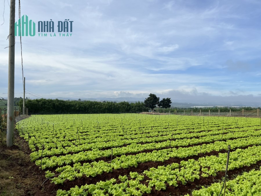 NÓNG HỔI VỪA THỔI VỪA XEM THÔI!
