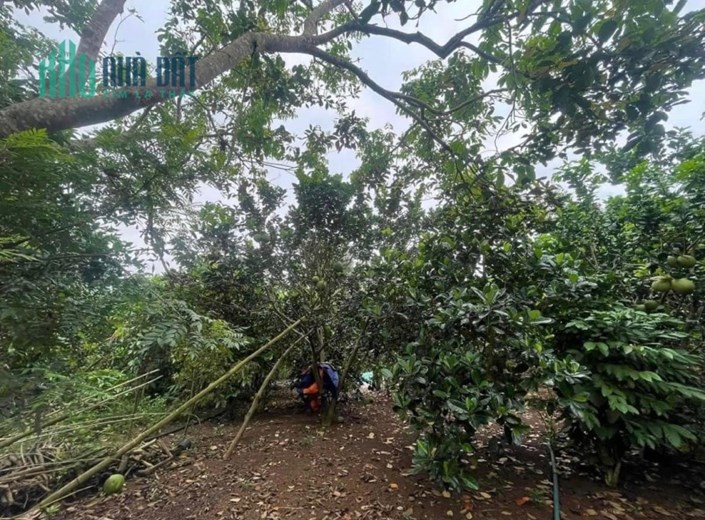 CHÍNH CHỦ CẦN BÁN LÔ ĐẤT VƯỜN TRÁI CÂY ĐẸP Ở XUÂN THIỆN  - HUYỆN THỐNG NHẤT – ĐỒNG NAI.