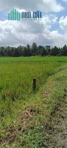 CẦN BÁN NHANH LÔ ĐẤT Mặt Tiền Vị Trí Đẹp Tại Mang Thít, Vĩnh Long