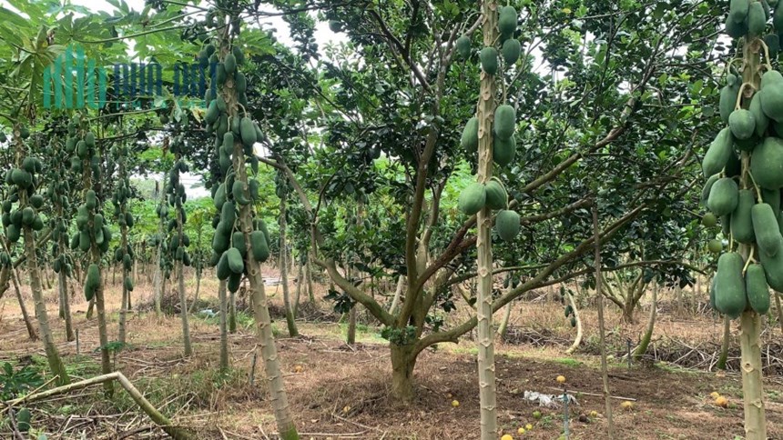Bán gấp vườn đu đủ như hình giá 150 triệu