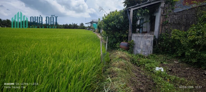 Bán gấp lô đất lúa xã Nhựt Ninh giá 1,2 tỷ