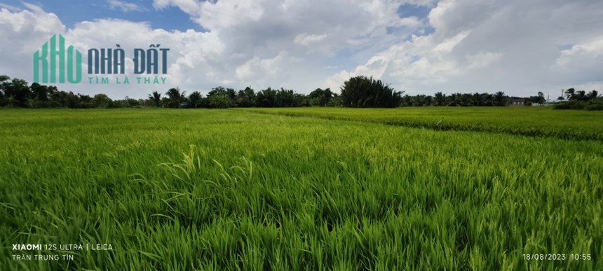 Bán gấp lô đất lúa xã Nhựt Ninh giá 1,2 tỷ