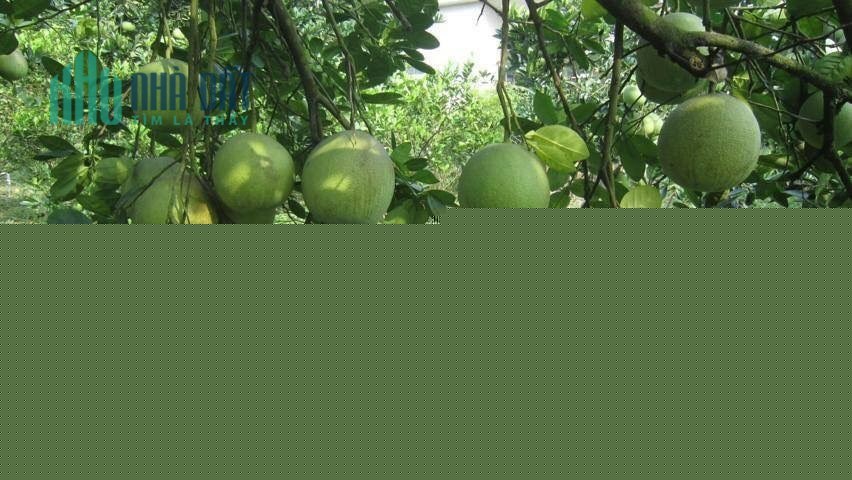 Bán gấp miếng đất tặng vườn bưởi như hình giá 250 triệu