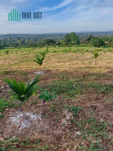 Bán 23000m2 đã quy hoạch đất ở tại Buôn Đôn Đak Lak SHR chỉ 260tr 1 sào. Lh:0977446699