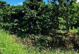 Bán đất rẫy có cà phê, tiêu, và các cây trồng phụ khác tại Xã Nghĩa Thắng, Đắk Nông