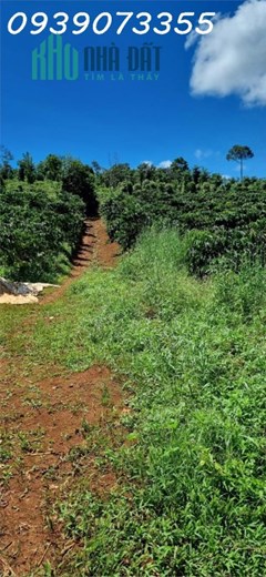 Bán đất rẫy có cà phê, tiêu, và các cây trồng phụ khác tại Xã Nghĩa Thắng, Đắk Nông