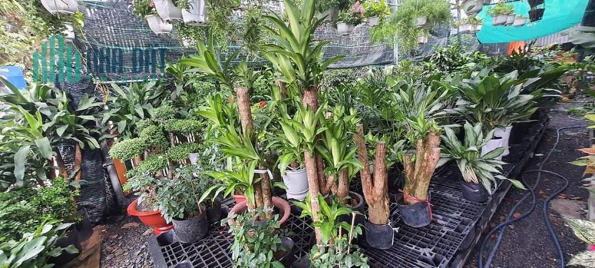 * CHÍNH CHỦ CẦN SANG NHƯỢNG LẠI VƯỜN KIỂNG MẶT TIỀN ĐƯỜNG TỈNH 743A – TP. DĨ AN – TỈNH BÌNH DƯƠNG *