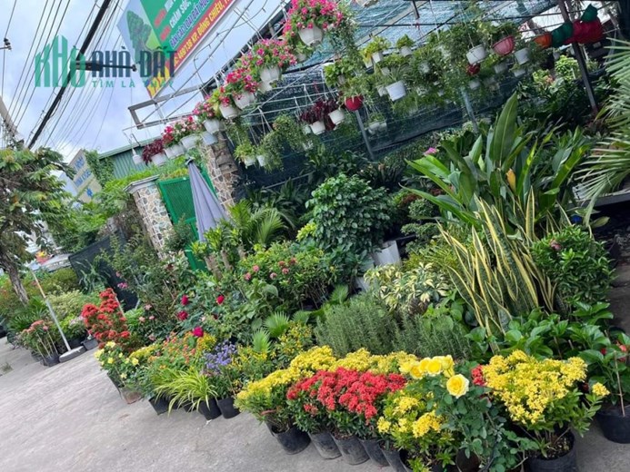 * CHÍNH CHỦ CẦN SANG NHƯỢNG LẠI VƯỜN KIỂNG MẶT TIỀN ĐƯỜNG TỈNH 743A – TP. DĨ AN – TỈNH BÌNH DƯƠNG *
