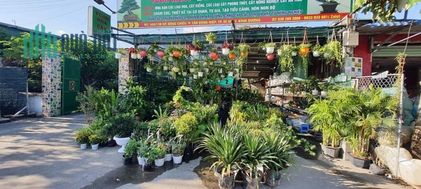 * CHÍNH CHỦ CẦN SANG NHƯỢNG LẠI VƯỜN KIỂNG MẶT TIỀN ĐƯỜNG TỈNH 743A – TP. DĨ AN – TỈNH BÌNH DƯƠNG *