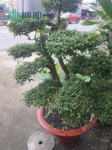 * CHÍNH CHỦ CẦN SANG NHƯỢNG LẠI VƯỜN KIỂNG MẶT TIỀN ĐƯỜNG TỈNH 743A – TP. DĨ AN – TỈNH BÌNH DƯƠNG *