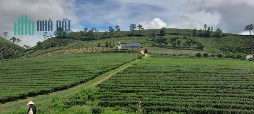 Cần bán lô đất đẹp tại Thị Trấn NT Mộc Châu,Huyện Mộc Châu,Tỉnh Sơn La