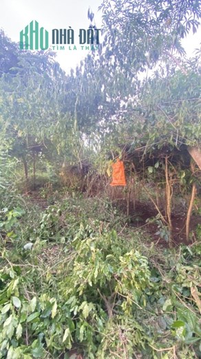 CHÍNH CHỦ CẦN BÁN NHANH LÔ ĐẤT Mặt Tiền Tại  thị trấn  Ea Drăng , huyện Ea H'leo, tỉnh Đắk Lắk