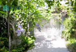 CHO THUÊ NHÀ SÂN VƯỜN CỰC XINH NGUYÊN CĂN 2 TẦNG GẦN PHẠM VĂN ĐỒNG