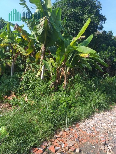 Bán 2 lô đất 128m và 231,8m tại Củ Chi có sẵn SHR, giá 2 tỷ 1 lô. Lh:0785181069