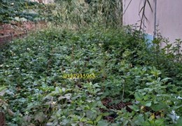 BÁN ĐẤT NGÕ 6 ĐÊ VÀNG CỔ BI 108M2- 5.5 TỶ OTO TRÁNH.