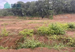 Ông chú tôi bể nát miếng đất thổ cư 500m2 giá 259 triệu sổ sẵn