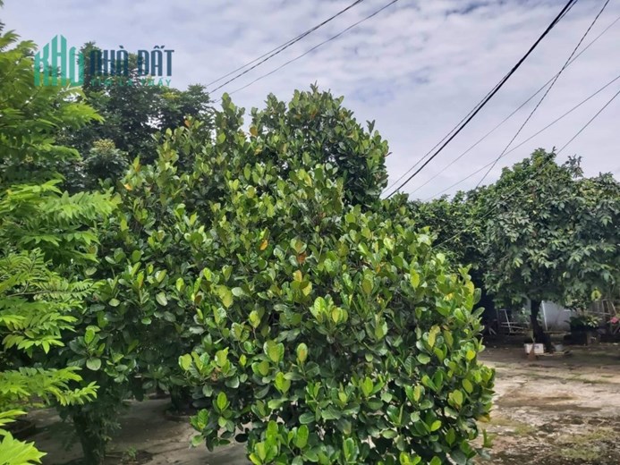 Bán Nhà Vườn 390m2 Giá Chưa Tới 40 Triệu 1m2 Tân Hiệp Hóc Môn