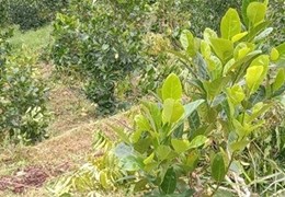 ⭐CẦN BÁN GẤP lô đất vị trí đắc địa tại xã Đạ Knàng, huyện Đam Rông, Lâm Đồng; 2,9 tỷ; 0377899021