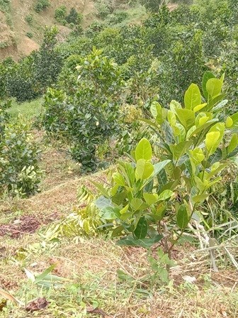 ⭐CẦN BÁN GẤP lô đất vị trí đắc địa tại xã Đạ Knàng, huyện Đam Rông, Lâm Đồng; 2,9 tỷ; 0377899021