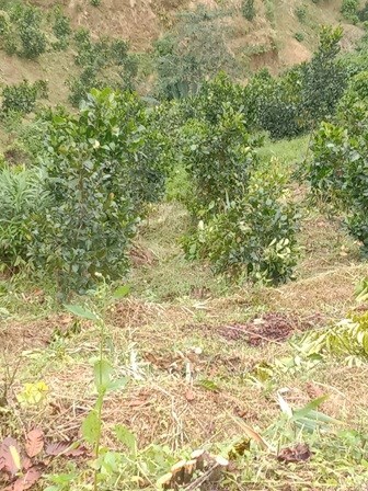 ⭐CẦN BÁN GẤP lô đất vị trí đắc địa tại xã Đạ Knàng, huyện Đam Rông, Lâm Đồng; 2,9 tỷ; 0377899021