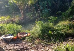 CHÍNH CHỦ CẦN BÁN ĐẤT TẠI XUÂN HIỆP, TRÀ ÔN, VĨNH LONG.