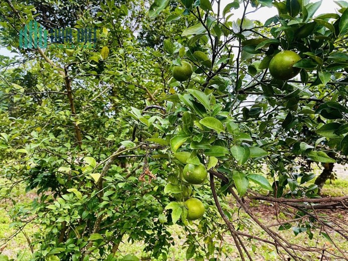 Bán ĐẤT BIỆT THỰ tặng vườn cây ăn trái sát Hương Lộ 39 xã Suối Tiên, dân cư xung quanh đông đúc,