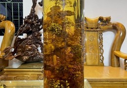 Em Đang Liên Kết Với Nhà Vườn Để Xuất Lô Sâm Trồng Đã Đến Kỳ Thu Hoạch.