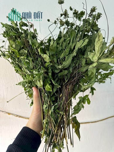 Em Đang Liên Kết Với Nhà Vườn Để Xuất Lô Sâm Trồng Đã Đến Kỳ Thu Hoạch.