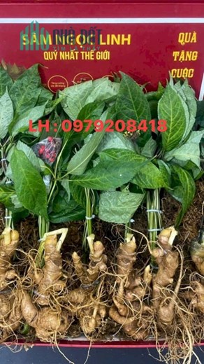Em Đang Liên Kết Với Nhà Vườn Để Xuất Lô Sâm Trồng Đã Đến Kỳ Thu Hoạch.