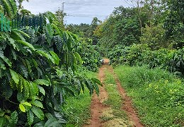 1,7ha - 160 sầu riêng đang thu xen cafe thu mạnh - Hoàng Trang BĐS - Đất ngộp Đắk Nông
