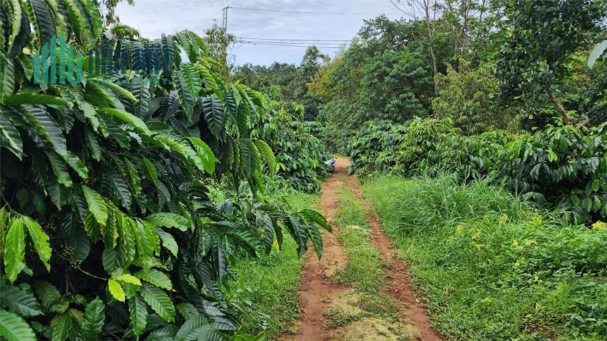 1,7ha - 160 sầu riêng đang thu xen cafe thu mạnh - Hoàng Trang BĐS - Đất ngộp Đắk Nông