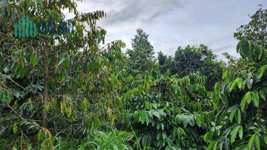 1,7ha - 160 sầu riêng đang thu xen cafe thu mạnh - Hoàng Trang BĐS - Đất ngộp Đắk Nông