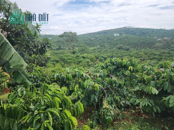 1,7ha - 160 sầu riêng đang thu xen cafe thu mạnh - Hoàng Trang BĐS - Đất ngộp Đắk Nông
