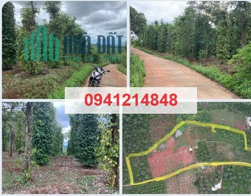 ⭐Bán 12+1 lô đất, DT 1100m2/lô giá hạt dẻ 250tr/lô, mặt đường bê tông, bao phí sang tên sổ hồng