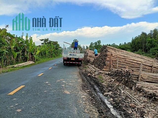 CHÍNH CHỦ CẦN BÁN 6,14 HÉC TA ĐẤT RỪNG TRÀM ĐANG KHAI THÁC TẠI U MINH.
