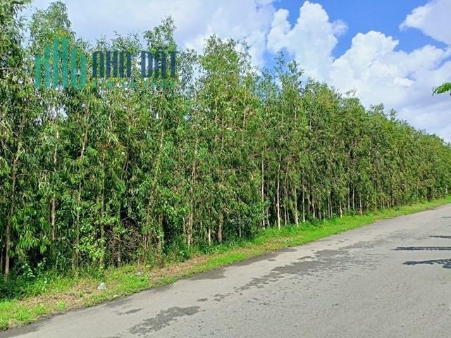 CHÍNH CHỦ CẦN BÁN 6,14 HÉC TA ĐẤT RỪNG TRÀM ĐANG KHAI THÁC TẠI U MINH.