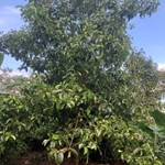 Chính chủ cần bán gấp lô đất tại Bình Lộc - Long Khánh - Đồng Nai