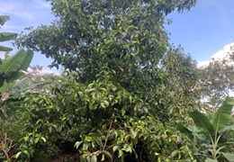 Chính chủ cần bán gấp lô đất tại Bình Lộc - Long Khánh - Đồng Nai