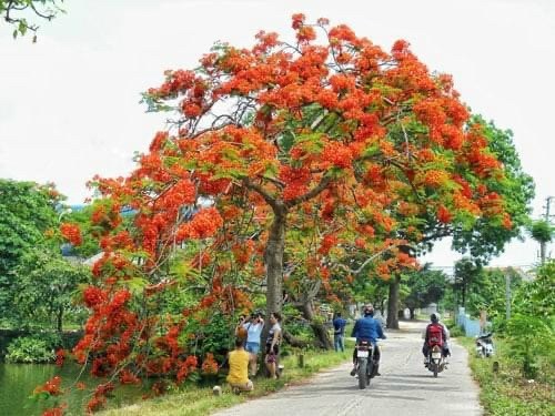 Bán Rẻ 76m Đất Trường Yên Ô Tô Vào Đất 1.1 Tỷ