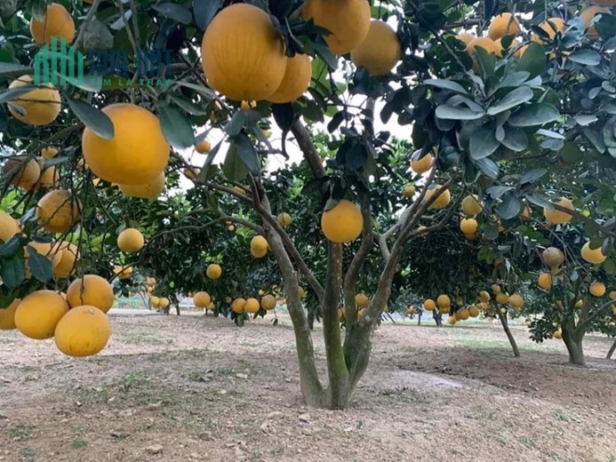 ĐẤT ĐẸP - GIÁ TỐT - Bán Nhanh Lô Đất Vị Trí Đắc Địa Tại Đường 442, Thượng Mỗ, Đan Phượng, Hà Nội