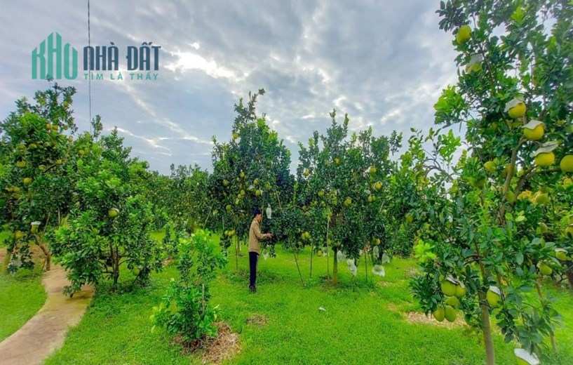 ĐẤT ĐẸP - GIÁ TỐT - Bán Nhanh Lô Đất Vị Trí Đắc Địa Tại Đường 442, Thượng Mỗ, Đan Phượng, Hà Nội