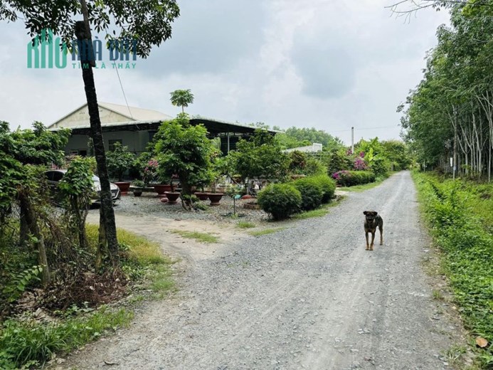 CHÍNH CHỦ BÁN 1478M2 ĐẤT MT SỔ HỒNG RIÊNG GIÁ RẺ TRUNG TÂM LỘC HƯNG-TRẢNG BÀNG