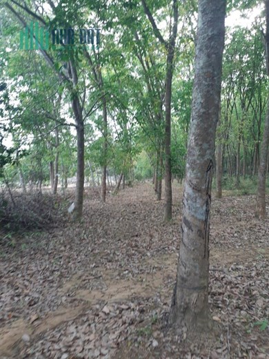 Đất  15.840m2 Chính chủ, Ngộp ngân hàng giảm 30% giá mua nhanh năm 2023 tại  Định Quán,Đồng Nai