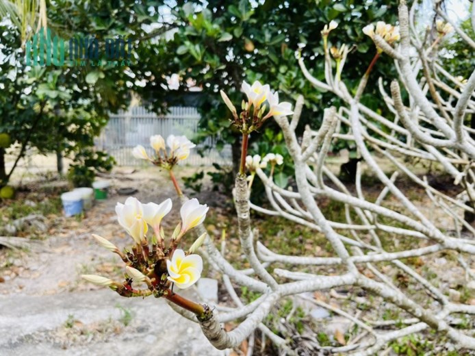 Bán đất thổ cư phù hợp xây biệt thự vườn có sẵn vườn cây ăn trái sát Hương Lộ 39 xã Suối Tiên, dân