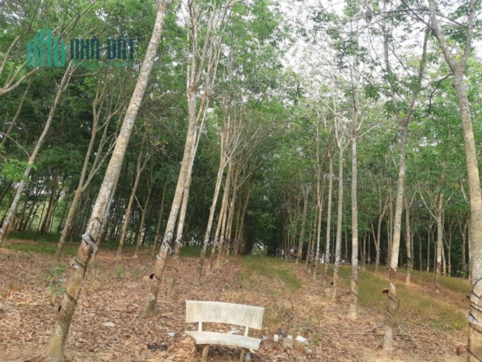 Đất cao su 15.840m2 Chính chủ, Ngộp ngân hàng giảm 30% giá  tại  Định Quán,Đồng Nai